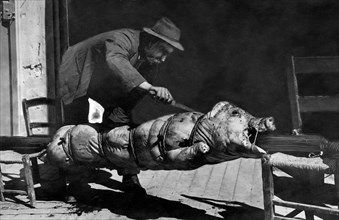 europa, italia, calabria, preparazione del maiale per la cottura, 1930