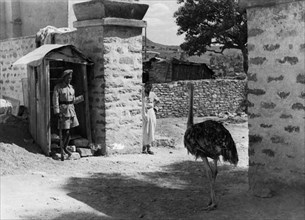 afrique, éthiopie, macallè, gardien d'un manoir avec une autruche de compagnie, 1930 1940