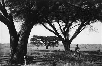 afrique, eritrea, se reposant dans la fraîcheur des acacias albiola, 1910 1920
