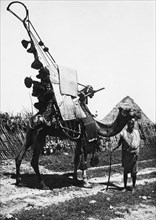 africa, eritrea, il cammello decorato trasporta la sposa nascosta nel baldacchino, 1920