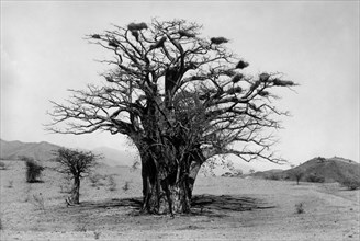afrique, eritrea, un magnifique baobab dans la vallée d'anzeba, 1920 1930