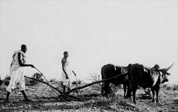 afrique, éthiopie, labourage, 1920