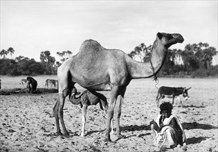 afrique, éthiopie, conducteur de chameau, 1920 1930
