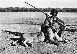 afrique, éthiopie, capture d'une lionne, 1920 1930