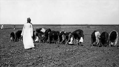 afrique, égypte, semis de coton, 1930