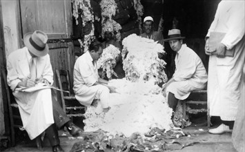 africa, egitto, alessandria d'egitto, selezione qualità del cotone, 1930