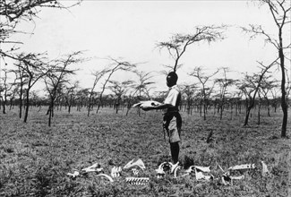 afrique, kenya, ossements d'animaux laissés par des prédateurs, 1920