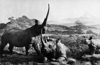 afrique, kenya, rhinocéros, 1920