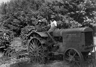 afrique, kenya, labourage dans une plantation de café, 1930