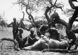 africa, kenya, caccia grossa, un antilope eland, 1930
