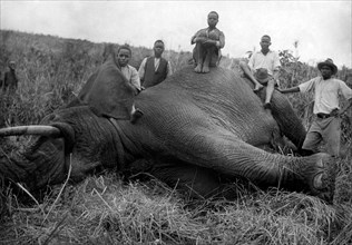 africa, kenya, un elefante abbattuto, 1930