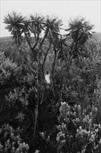 africa, kenya, un indigeno nella tipica vegetazione, 1930