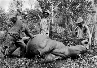 afrique, kenya, un hippopotame à terre, 1930