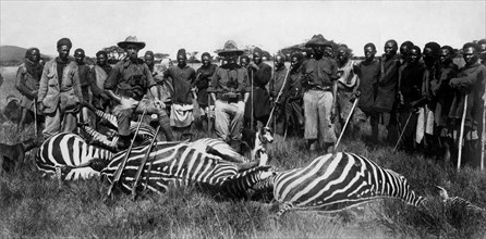 africa, kenya, battuta di caccia, zebre abbattute, 1910 1920