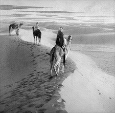 afrique, algérie, dans les dunes du désert avec des chameaux, 1910