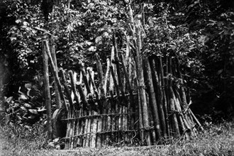 afrique, congo belge, piège à carnivores construit par des pygmées, 1927 1930