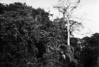 afrique, congo belge, photo de la forêt impénétrable d'ituri, 1927 1930