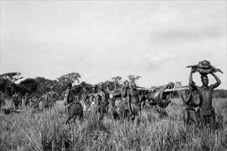 africa, congo belga, esponenti della tribu mangbetu trasportano carni ottenute dai pigmei, 1927 1930