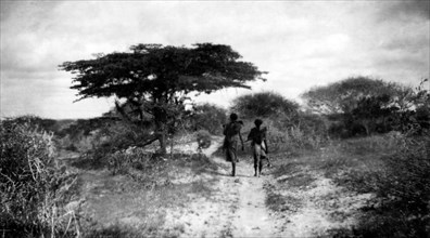 afrique, somalie, acacias ombellifères, 1920 1930