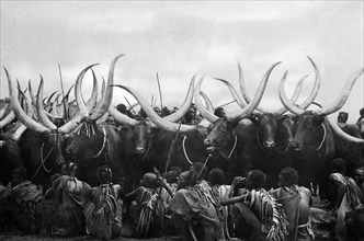 africa, congo belga, ruanda urundi, bestiame, 1920 1930