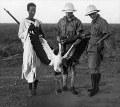africa, somalia, el gorum, un esemplare di trampoliere, 1930 1940