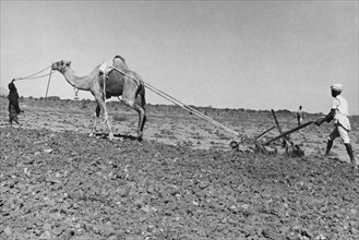 afrique, somalie, tessenei, utilisation du chameau pour le labourage, 1930