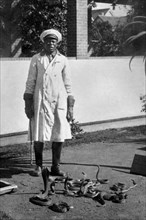 africa, sud africa, port elisabeth, il guardiano dell'istituto sieroterapico con cobra e serpenti velenosi, 1920 1930