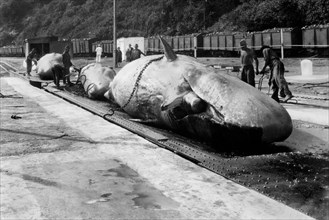 afrique, afrique du sud, durban, transport de baleines par des plateformes mobiles, 1940 1950