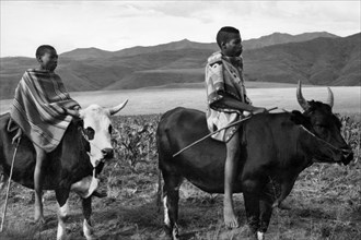 africa, sud africa, lesotho, basutoland, trasporti locali, 1920 1930