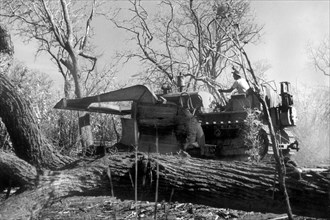 afrique, tanzanie, projet arachide, abattage d'arbres à bois précieux, années 1940-1950