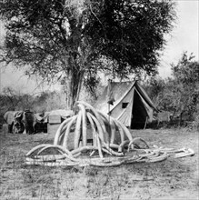 afrique, résultat de la chasse à l'éléphant dans le bas nebi, 1920 1930