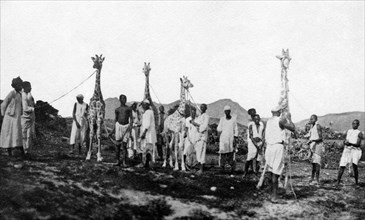africa, gruppo di indigeni con giraffe, 1900 1910