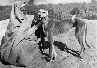 afrique, égypte, un beau spécimen de la race de chien favorite des slughi, 1920 1930
