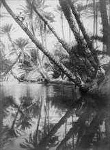 afrique, tunisie, palmiers luxuriants se reflétant dans l'eau, 1910 1920