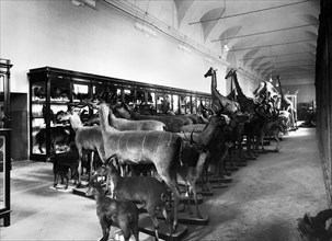 europa, italia, torino, museo zoologico nella nuova sede di via accademia albertina, 1920 1930