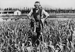 europe, italie, piedmont, asti, un fermier dans les champs, 1920 1930