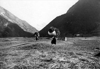 europa, italia, valle d'aosta, cogne, trasporto del fieno, 1920 1930