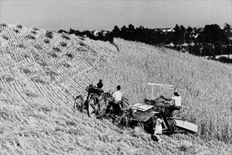 europe, italie, piedmont, la récolte, 1957