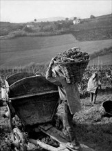 europe, italie, piedmont, monferrato aquese, vendanges, 1955