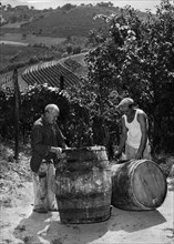 europe, italie, piedmont, canelli, au travail dans les vignes, 1959