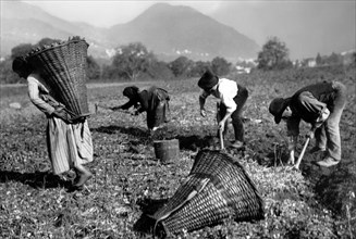 europe, italie, piedmont, val vigezzo, buttogno, récolte de pommes de terre, 1955