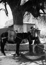 europa, italy, calabria, oriolo, homme avec mule à la fontaine, 1961