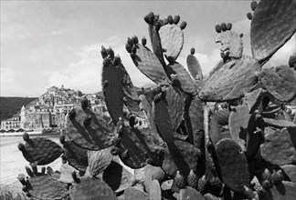 europa, italy, calabria, scalea, plante de figue de barbarie avec la ville en arrière-plan, 1964