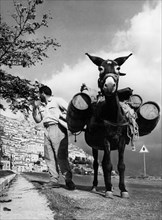 europe, italie, calabre, morano, aquaiolo avec mule, 1962