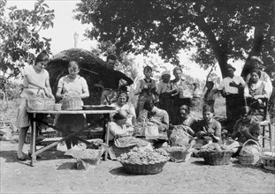 europa, italia, abruzzo, chieti, la raccolta dell'uva, 1920 1930