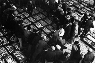 europa, italie, abruzzes, giulianova, le marché aux poissons d'ingosso, 1930
