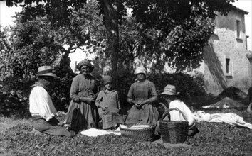 europe, italie, abruzzes, récolte de bulbes de safran, 1910 1920