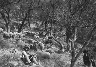 flock of sheep, bordighera, liguria, italy 1920 1930