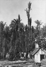 palmiers, bordighera, ligurie, italie 1920 1930