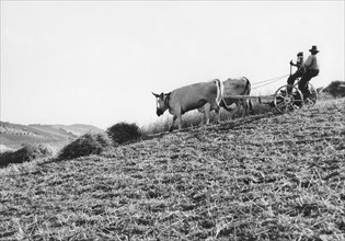 field, pineto, abruzzo, italy 1960